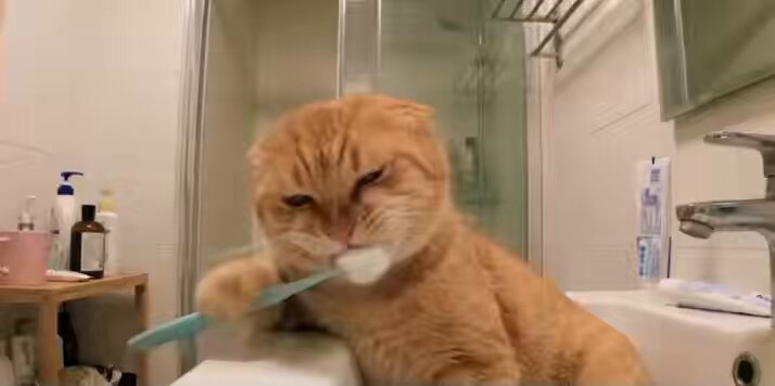 Ginger the Cat’s AI Vlogs: Hilarious AI Video Series About Feline Life